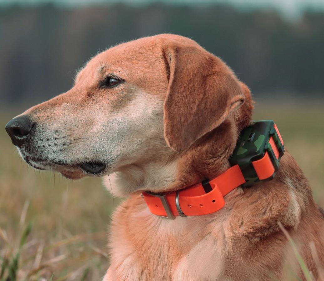 Outdoor Hunting Dog Collar - Pelacak GPS Anjing Anti Air IP68