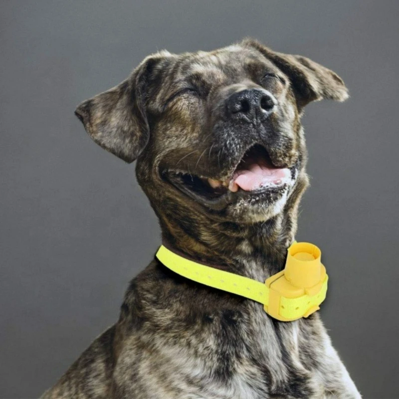 Outdoor Hunting Dog Collar - Kalung Anjing Pelacak Outdoor Terbaru, Tahan
