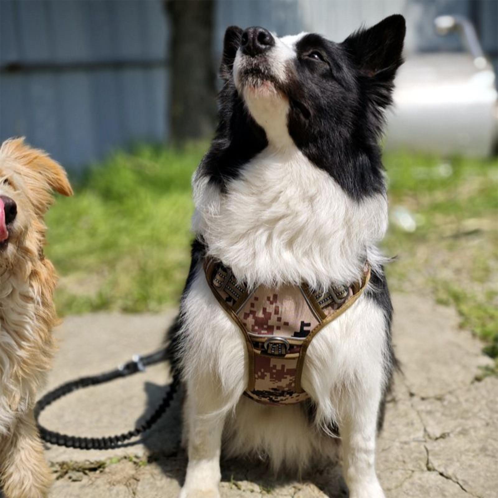 Outdoor Hunting Dog Collar - Rompi Pelatihan Anjing dengan Gesper Logam,