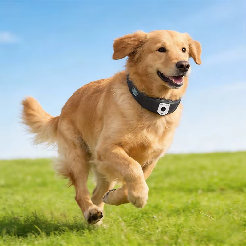 Pelacak GPS Anjing Akurasi Tin - Outdoor Hunting Dog Collar ulasan dan harga