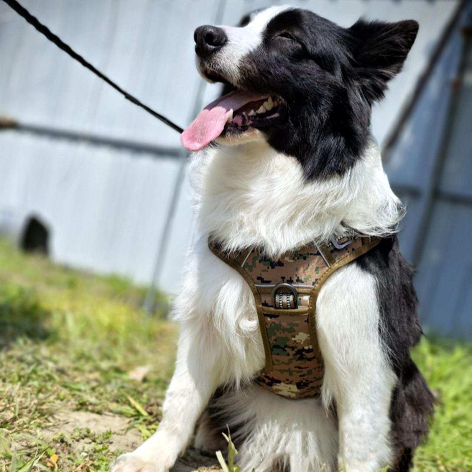 Harness Anjing Heavy Duty Anti - Outdoor Hunting Dog Collar ulasan dan harga