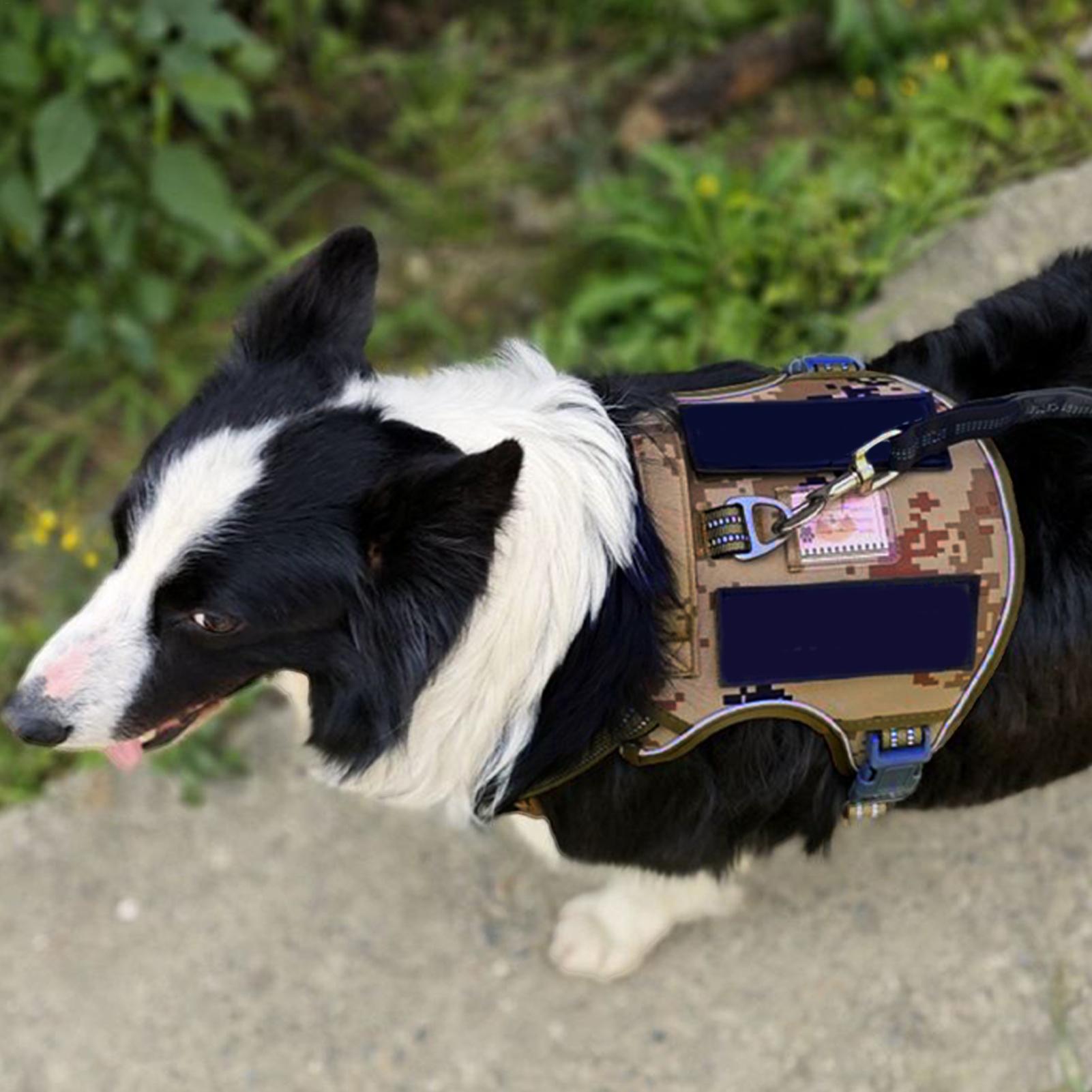 Rompi Pelatihan Anjing dengan  - Outdoor Hunting Dog Collar ulasan dan harga