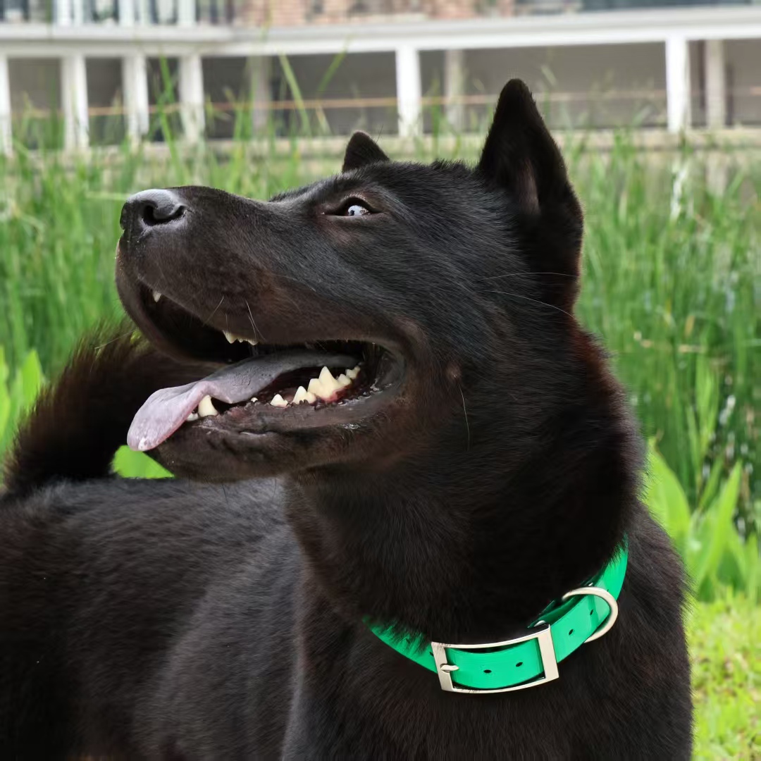 Kalung Anjing TPU Tebal 2.5cm  - Outdoor Hunting Dog Collar ulasan dan harga